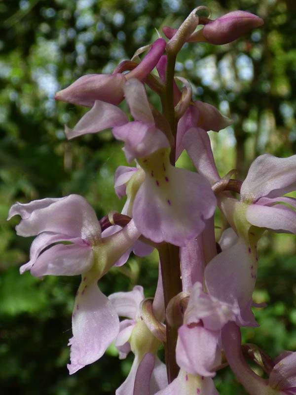 Orchis mascula 'rosea'